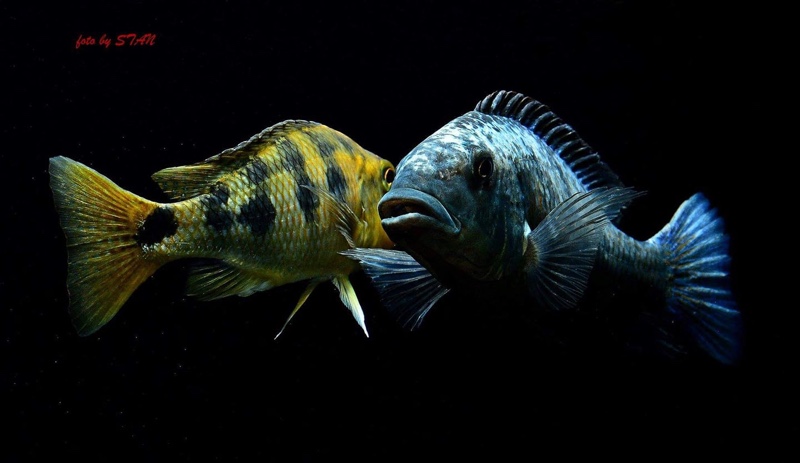 Fossorochromis rostratus